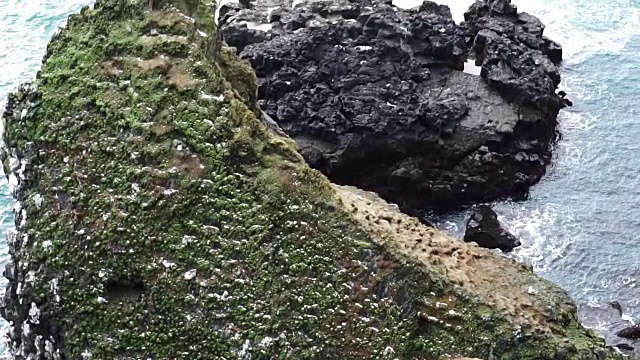 冰岛海鸥生活在冰岛西海岸朗德兰加半岛附近的悬崖上。慢动作120帧/秒视频素材