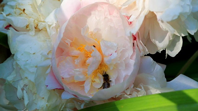 蜜蜂给美丽的花朵授粉视频素材