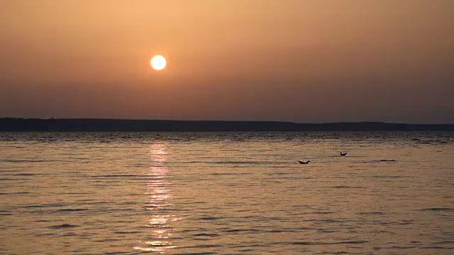 黄昏时分，海鸥飞过湖面，潜入水中视频素材