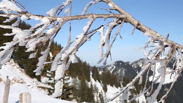 雪山树枝上的冰柱特写视频素材