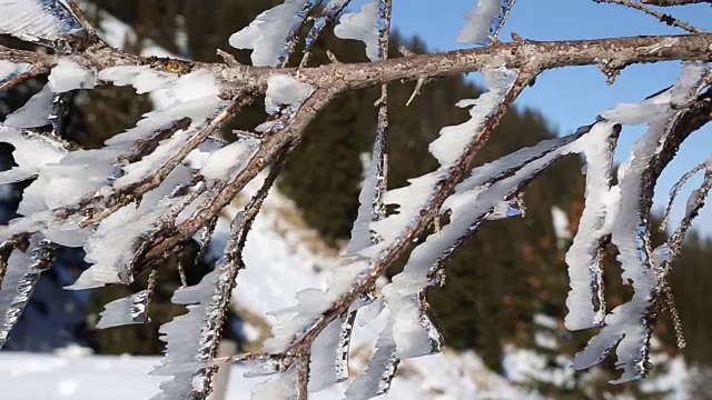 雪山树枝上的冰柱特写视频素材