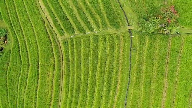 航拍视频在一个惊人的风景稻田在巴厘岛，印度尼西亚视频素材