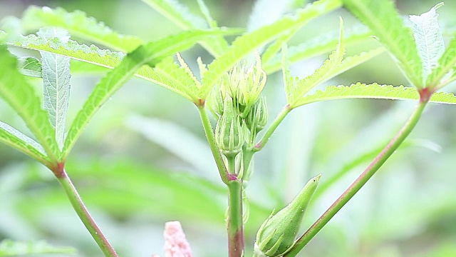 夏天的秋葵田视频下载