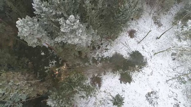 摄影师:伐木工人正在用电锯砍伐覆盖着积雪的高大云杉视频素材