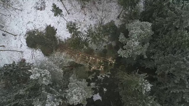 在森林中，伐木工人将砍倒的树木砍成圆木视频素材