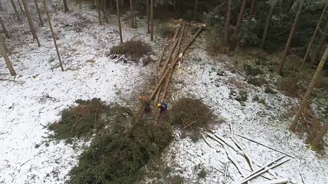 航拍:伐木工在砍伐倒下的树木，从云杉上砍下树枝视频素材