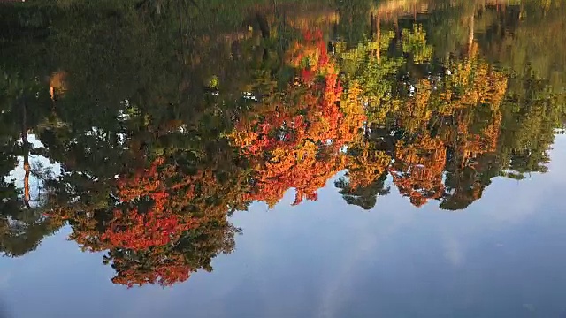 水中秋树的倒影。秋天的风景。4 k。视频素材