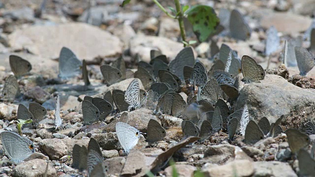 许多蝴蝶从地面吸食矿物视频素材