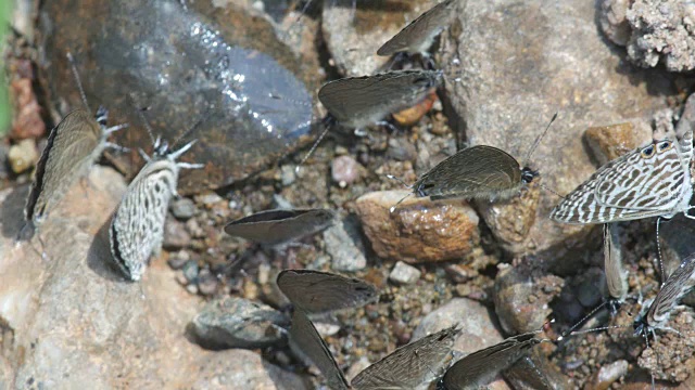 许多蝴蝶在地面上移动并吸食矿物视频素材