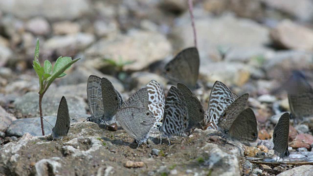 许多蝴蝶从地面吸食矿物视频素材