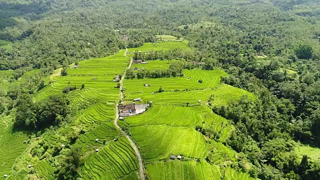 航拍视频在一个惊人的风景稻田在巴厘岛，印度尼西亚视频素材