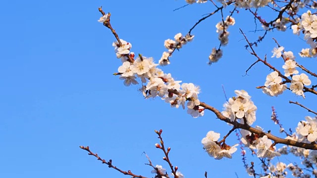 春天的背景是一棵盛开的杏树视频下载