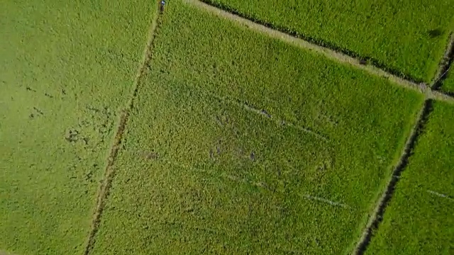 无人机航拍稻田，泰国清迈省农民的稻田。视频素材