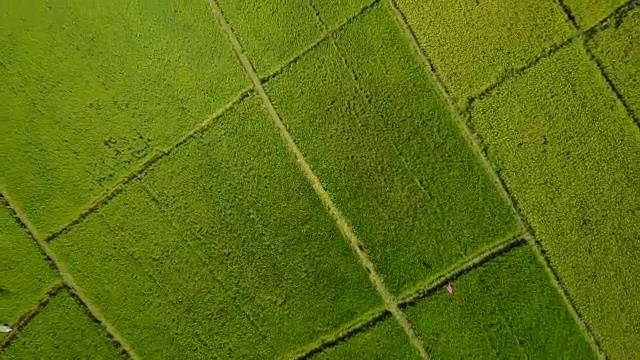 无人机航拍稻田，泰国清迈省农民的稻田。视频素材