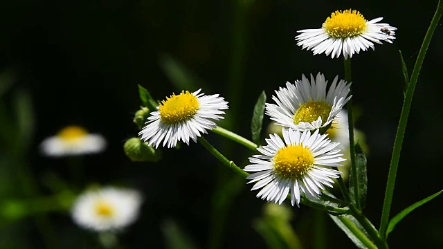 野草地上的洋甘菊花在风中复绿视频素材