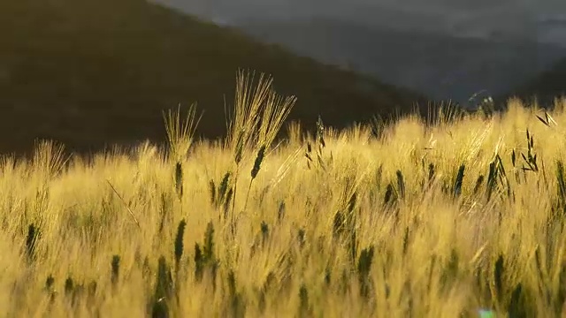 耳朵与风在日落视频素材