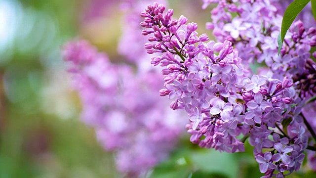 带着叶子的漂亮的丁香花视频素材