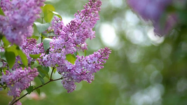 带着叶子的漂亮的丁香花视频素材