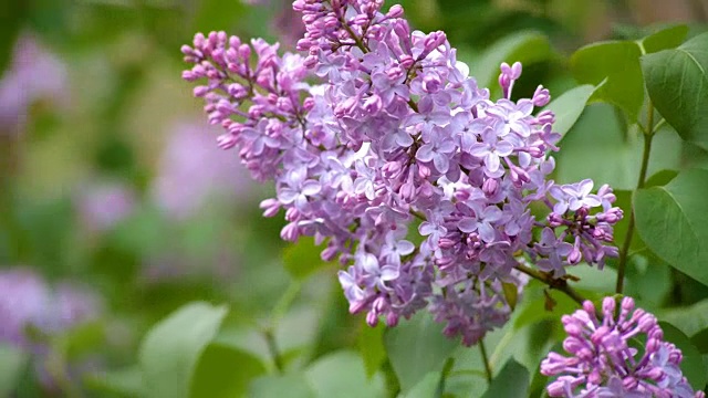 带着叶子的漂亮的丁香花视频素材