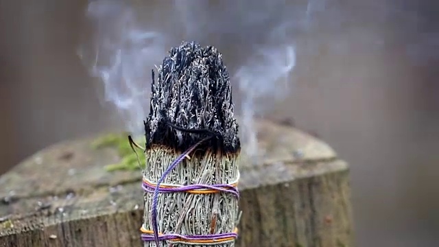 一个大烟束鼠尾草香的特写在森林的背景。视频素材