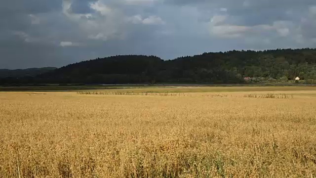 领域的大麦视频素材