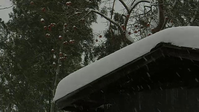 房子和树在暴风雪，秋田，日本视频素材