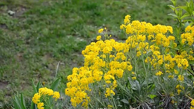 黄色的花视频素材