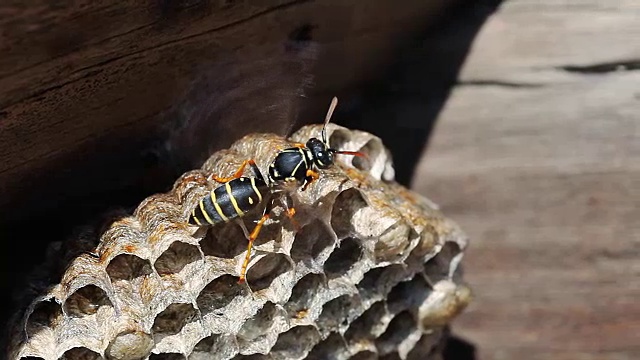 纸黄蜂坐在巢上视频素材