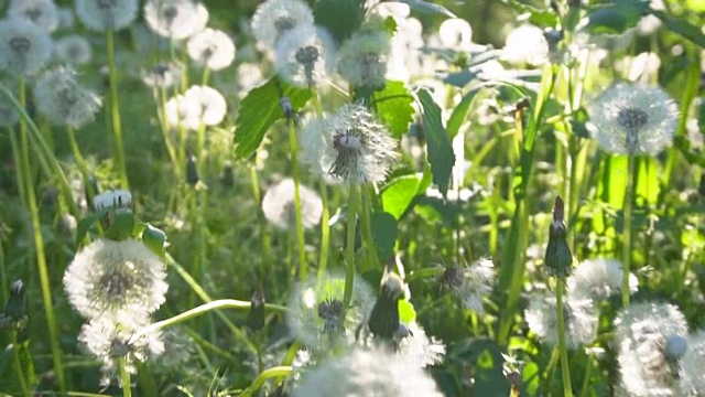 蒲公英和新鲜的绿草是完美的春天背景。视频素材