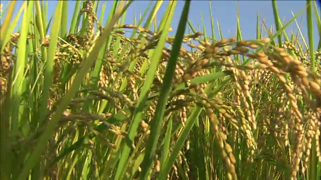 秋田市的大型梯田稻田视频素材