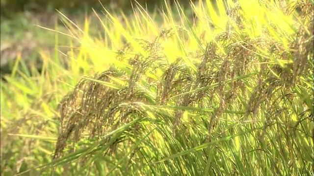 水稻植株金光闪闪视频素材