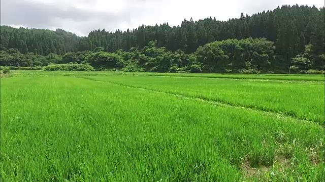 大的稻田和水稻穗的CU视频素材