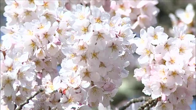 铜。樱花盛开视频素材