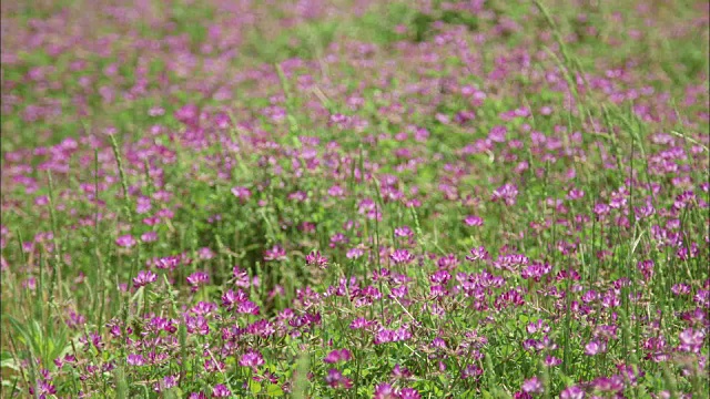 铜。黄芪花成簇生长视频素材