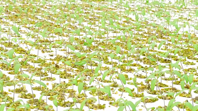 温室中成行的番茄水培植物视频素材