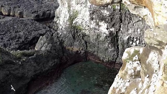 冰岛海鸥生活在冰岛西海岸朗德兰加半岛附近的悬崖上。慢动作120帧/秒视频素材