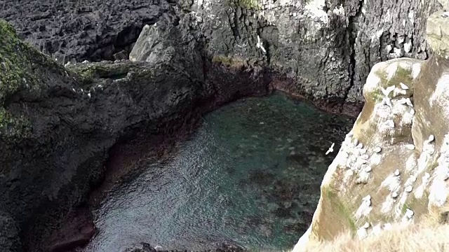 冰岛海鸥生活在冰岛西海岸朗德兰加半岛附近的悬崖上。慢动作120帧/秒视频素材