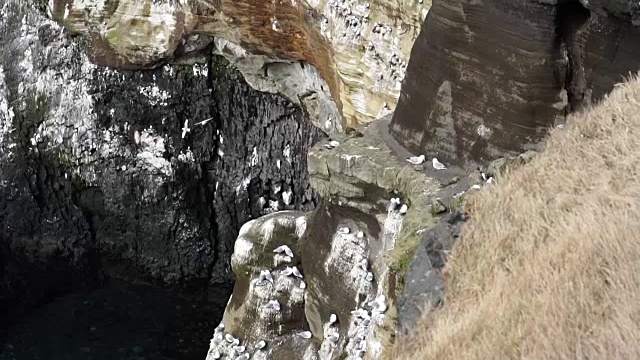 冰岛海鸥生活在冰岛西海岸朗德兰加半岛附近的悬崖上。慢动作120帧/秒视频素材