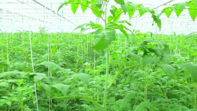 温室中成行的番茄水培植物视频素材