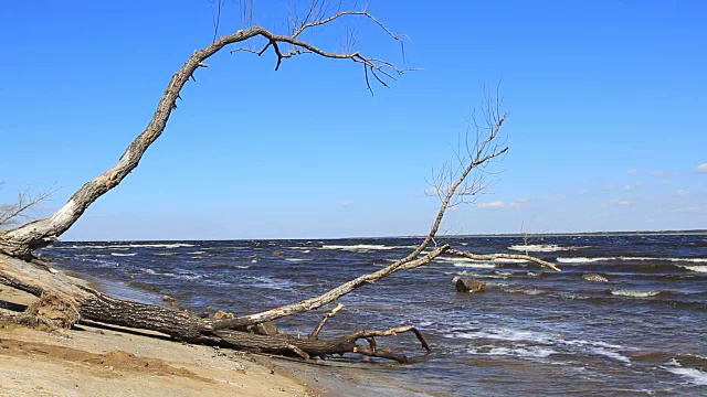 海浪与树视频素材