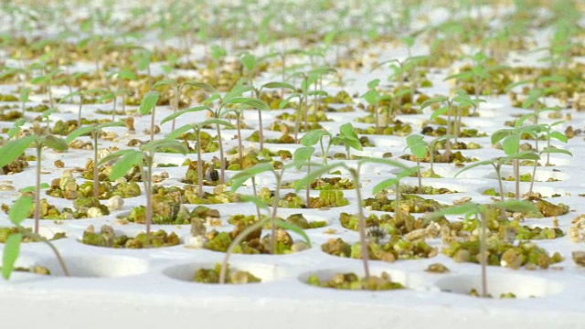 温室中成行的番茄水培植物视频素材