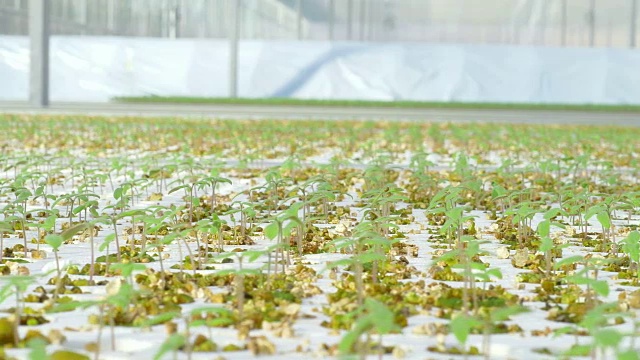 温室中成行的番茄水培植物视频素材