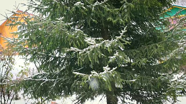 绿色的冷杉树在雪地里视频素材