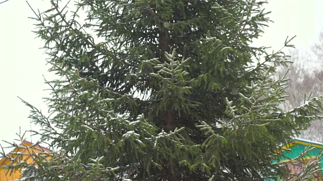 绿色的冷杉树在雪地里视频素材