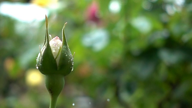 美丽的红玫瑰花蕾和落下的雨滴的超级慢镜头。视频素材