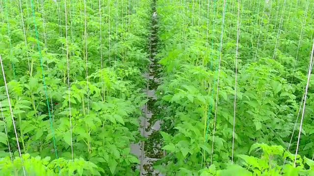 温室中成行的番茄水培植物视频素材