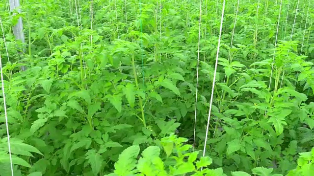 温室中成行的番茄水培植物视频素材