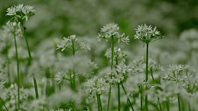 野生新鲜成熟的ramsons花在森林里视频素材