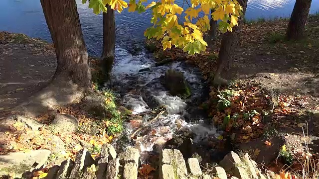 瀑布般的水流下岩石安置在湖上点缀着冬天的黄色枫叶视频素材