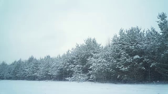 白雪覆盖的森林在冬季视频素材